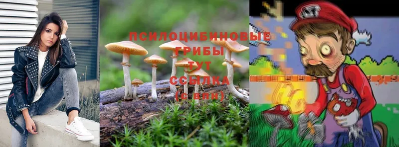 как найти наркотики  Гагарин  Псилоцибиновые грибы Magic Shrooms 